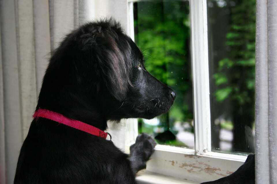 22 Tips for a Stress-Free House Move For Your Dog 3