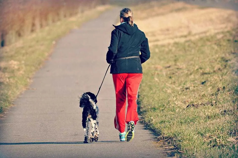 8 Ways to Exercise Your Dog Without Going for a Walk 3