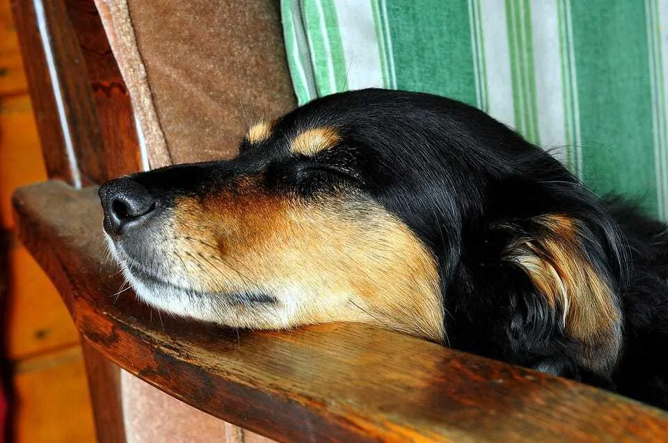 Can Acupuncture be Beneficial For Your Dog? 3