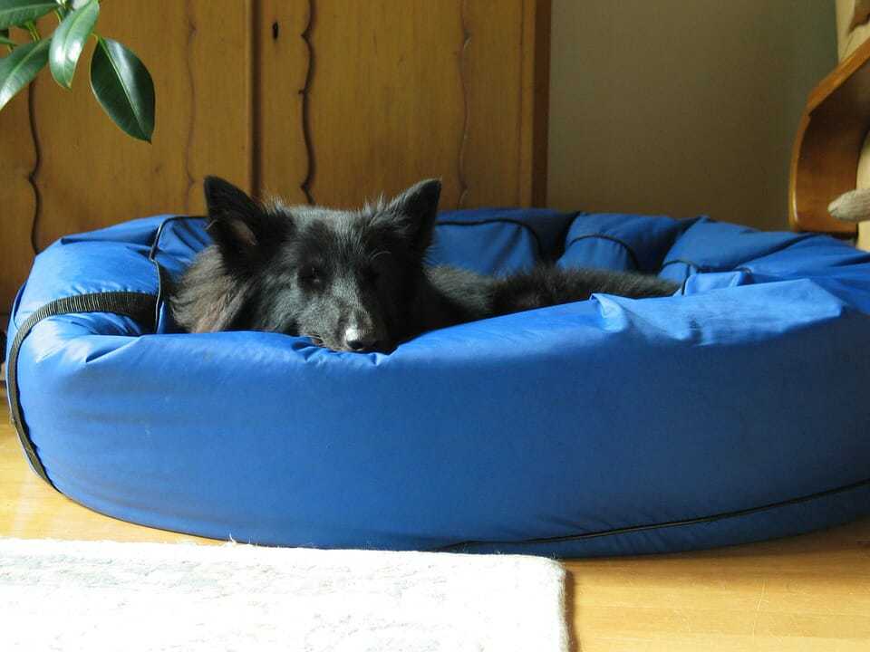 22 Tips for a Stress-Free House Move For Your Dog 4