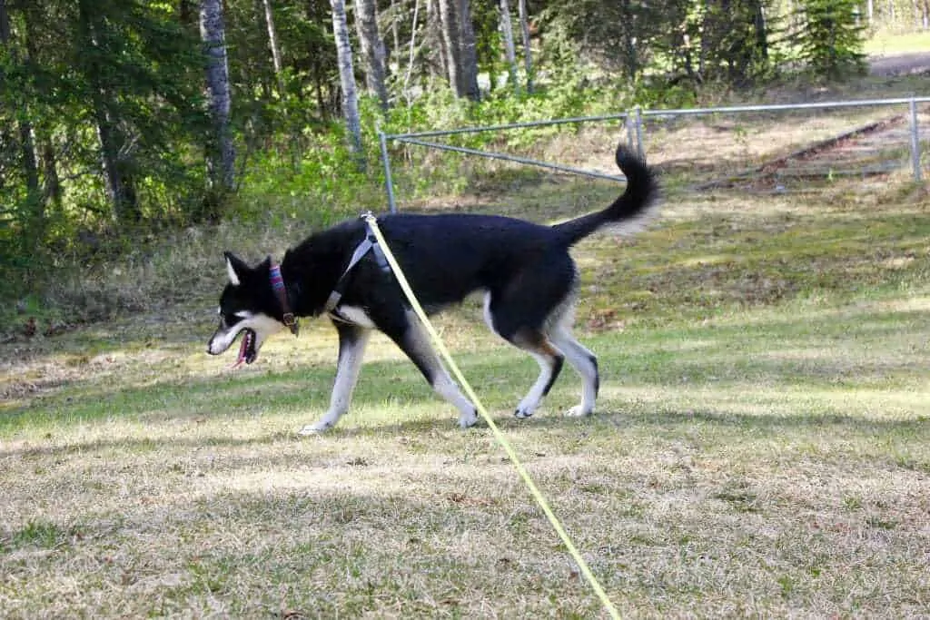 How the Best Retractable Dog Leash Healed my Relationship with My Dog 5