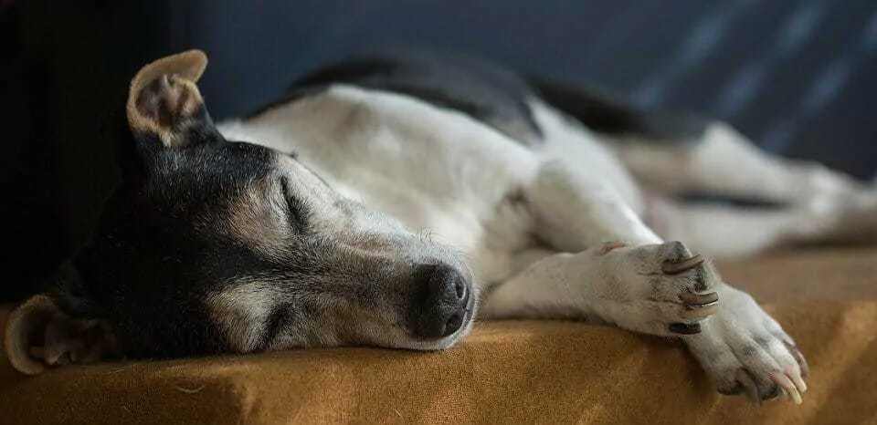 Dog Euthanasia: a Checklist to Help You Know If the Time Is Right to Say Goodbye 5