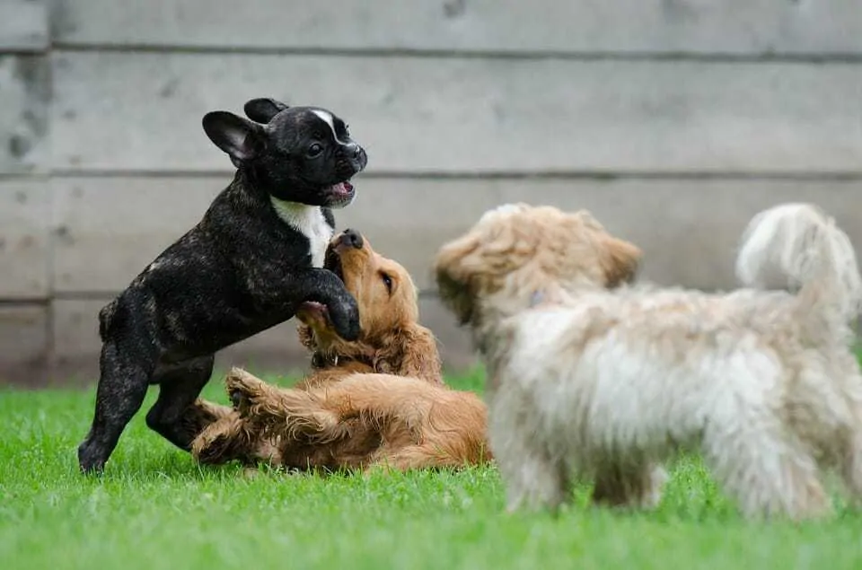 Is Dog Daycare Right for My Dog and How Do You Find a Good One? 5