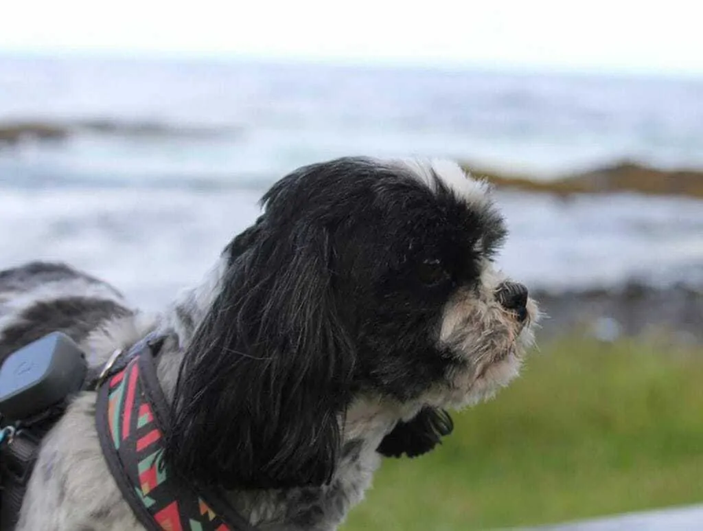 10 Dog Friendly Things to do Along the Oregon Coast 6