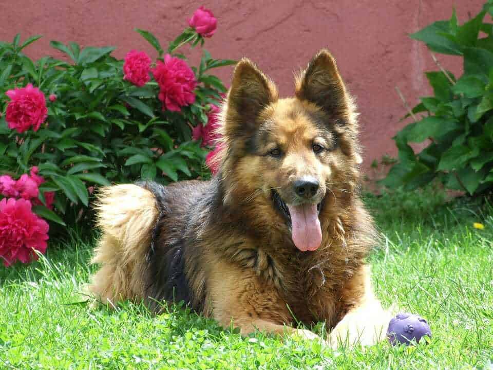 22 Tips for a Stress-Free House Move For Your Dog 6