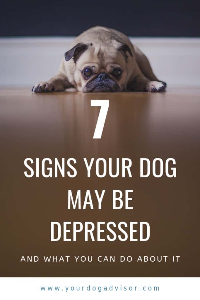 7 Signs your Dog May be Depressed and What You Can Do About It Your