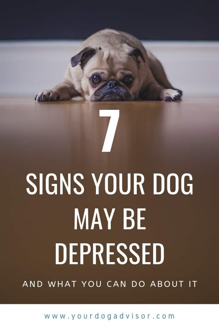 7 Signs your Dog May be Depressed and What You Can Do About It Your Dog Advisor