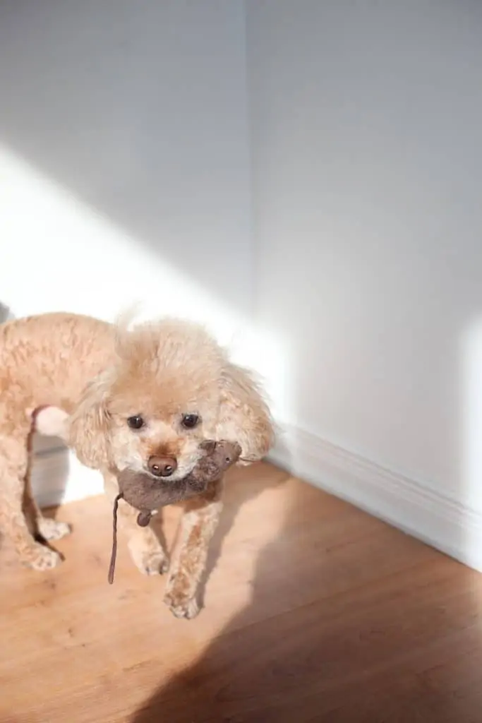 13 Things You Should Know About the Toy Poodle - Your Dog Advisor