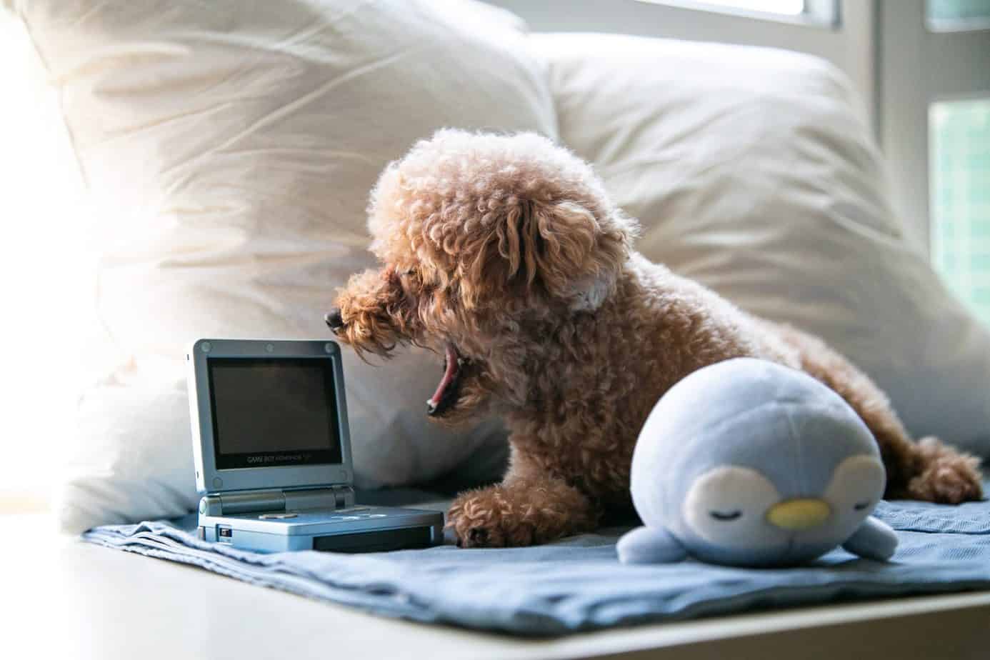 13 Things You Should Know About the Toy Poodle Your Dog Advisor