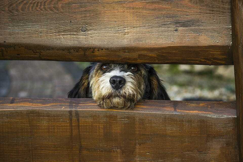22 Tips for a Stress-Free House Move For Your Dog 8