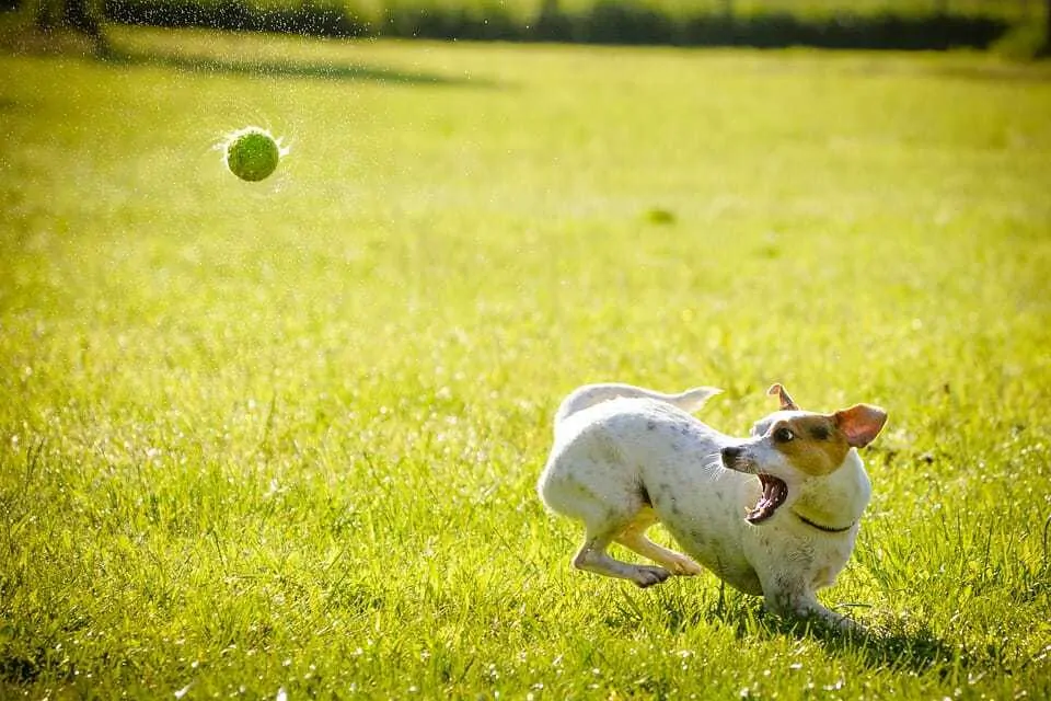 8 Ways to Exercise Your Dog Without Going for a Walk 8