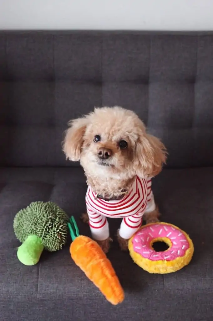 9 a toy poodle with toys