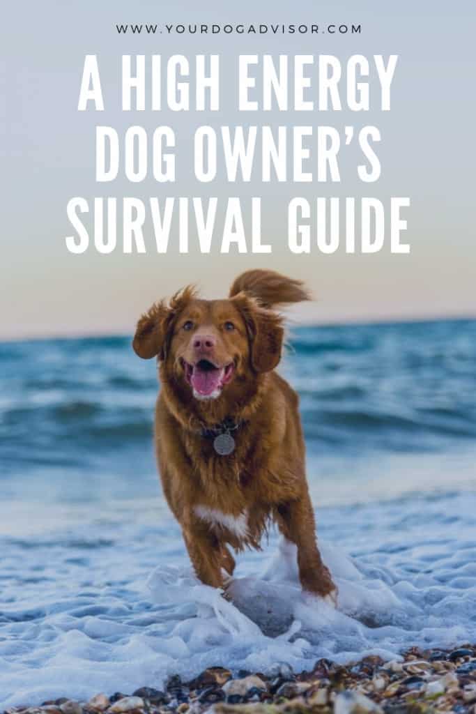 A High Energy Dog Owner's Survival Guide 12 A High Energy Dog Owner's Survival Guide 12