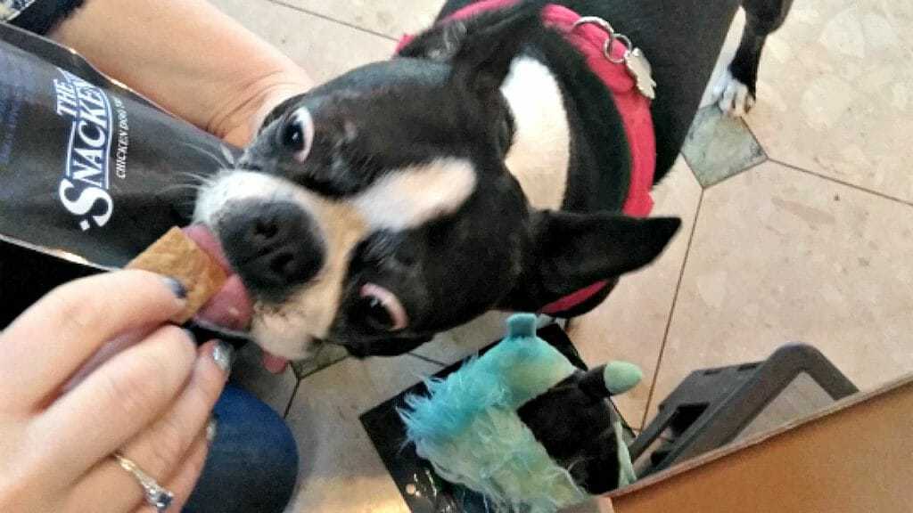 Are Barkbox Treats Good For Dogs