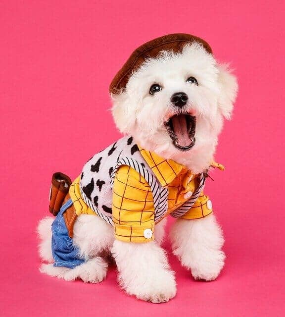 bichon frise puppy clothes