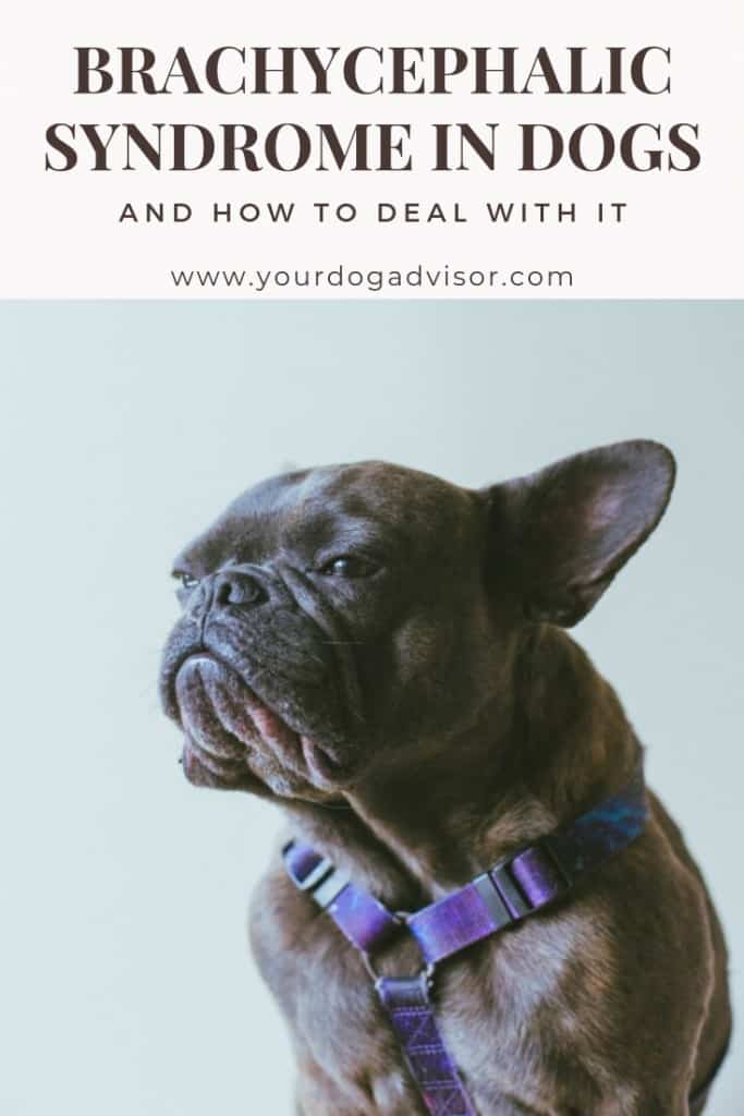 Brachycephalic Syndrome In Dogs And How to Deal With It Your Dog Advisor