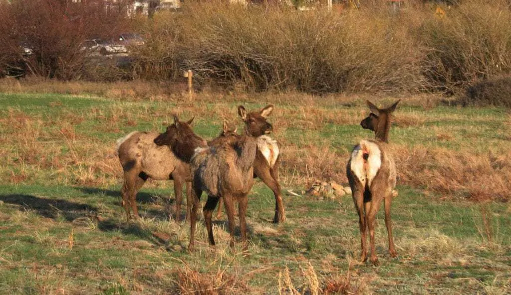 25 Dog Friendly Places and Spaces in Colorado 8