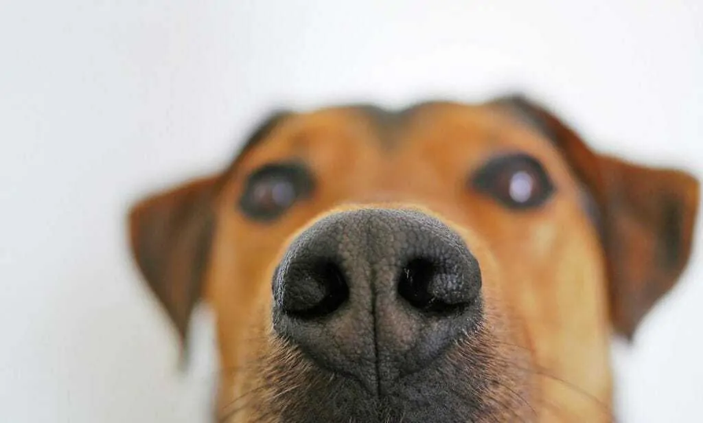 3 Reasons Why Your Dog Smells Bad (and What You Can Do) 2