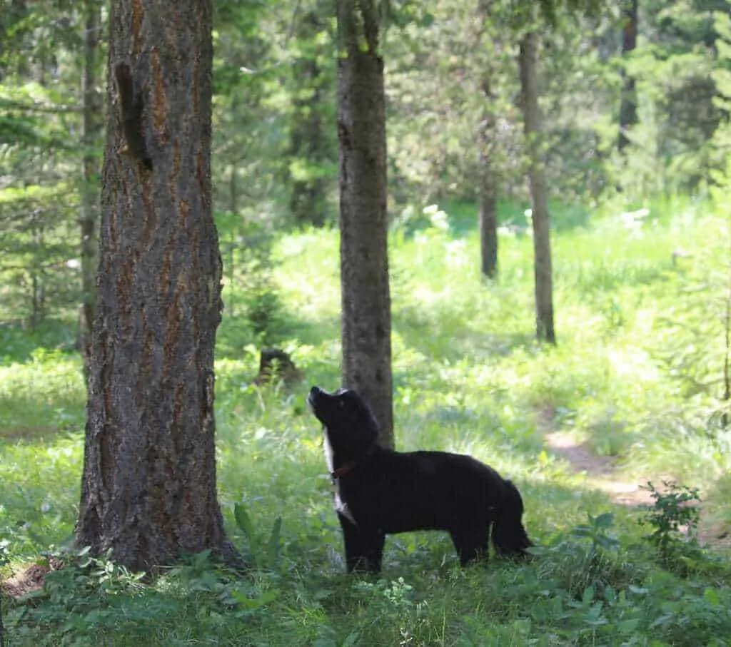 25 Dog Friendly Places and Spaces in Colorado 10