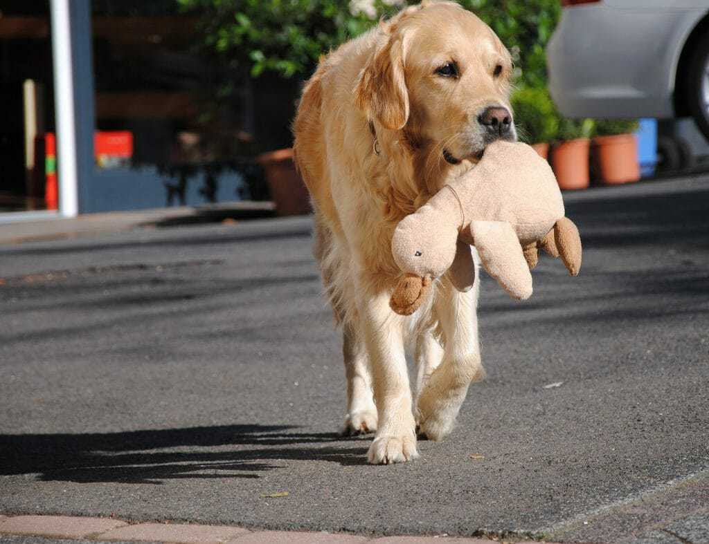 Golden Retriever Dog Breed Information 14 Things To Know Your Dog Advisor