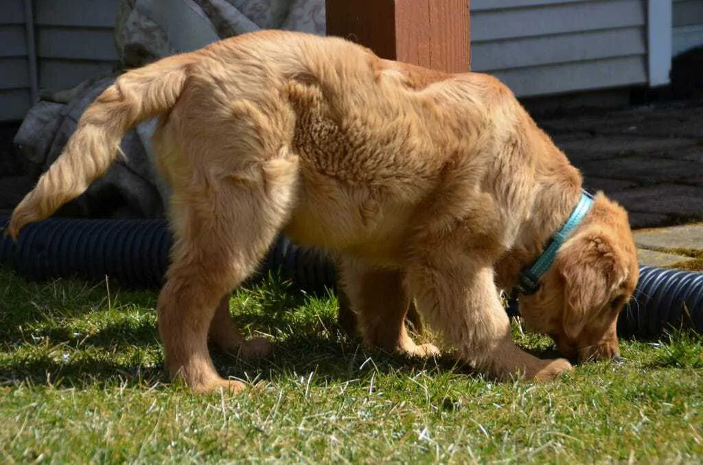 Golden Retriever Dog Breed Information - 14 Things to Know 2