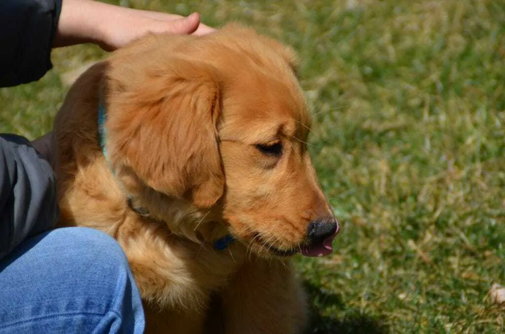 Golden Retriever Dog Breed Information - 14 Things to Know 5