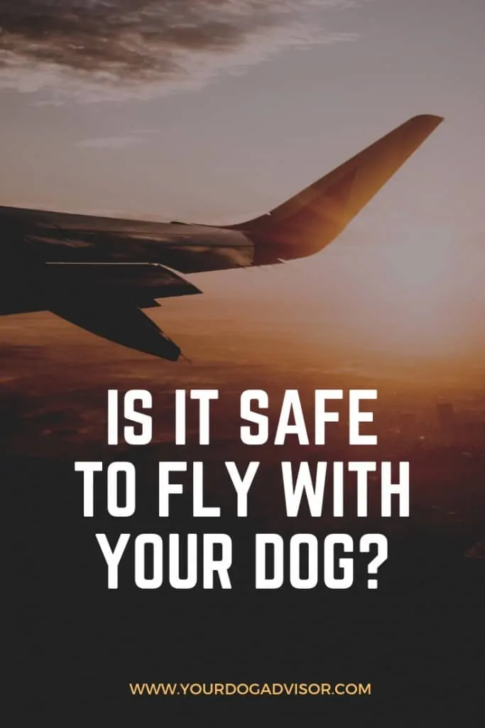 Is it Safe to Fly with your Dog? 6