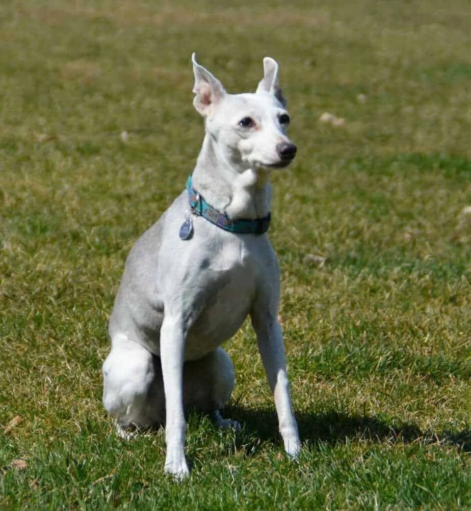 Italian Greyhound Dog Breed Information - 13 Things to Know 4