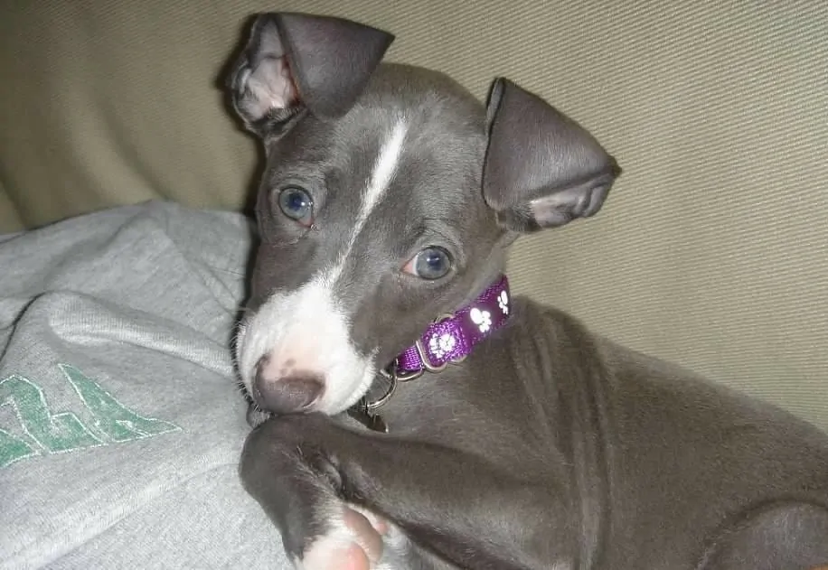 Italian Greyhound Dog Breed Information - 13 Things to Know 3