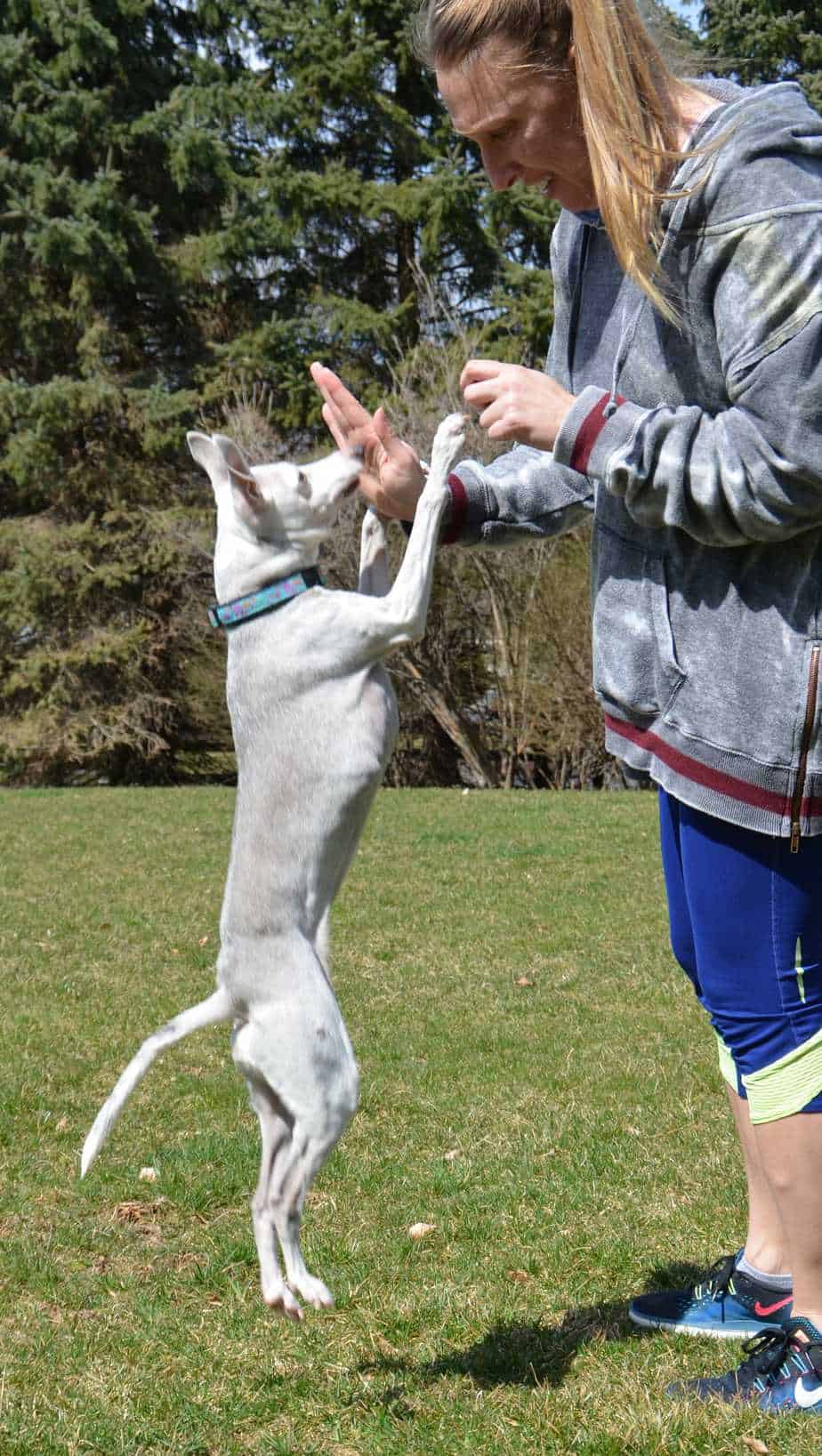 Italian Greyhound Dog Breed Information 13 Things to Know Your Dog