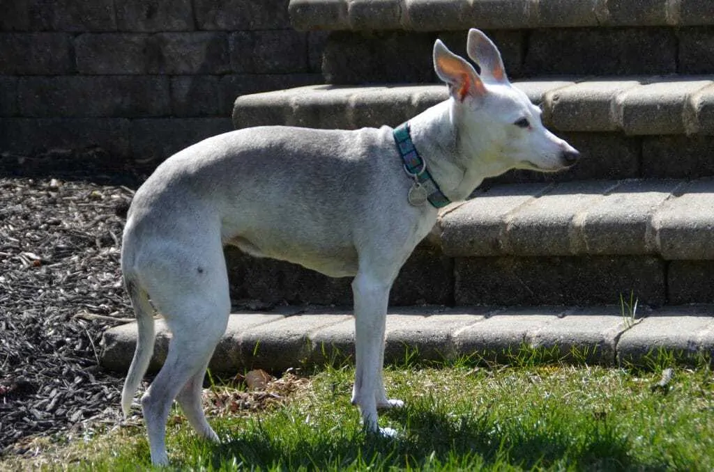 Italian Greyhound Dog Breed Information - 13 Things to Know 1