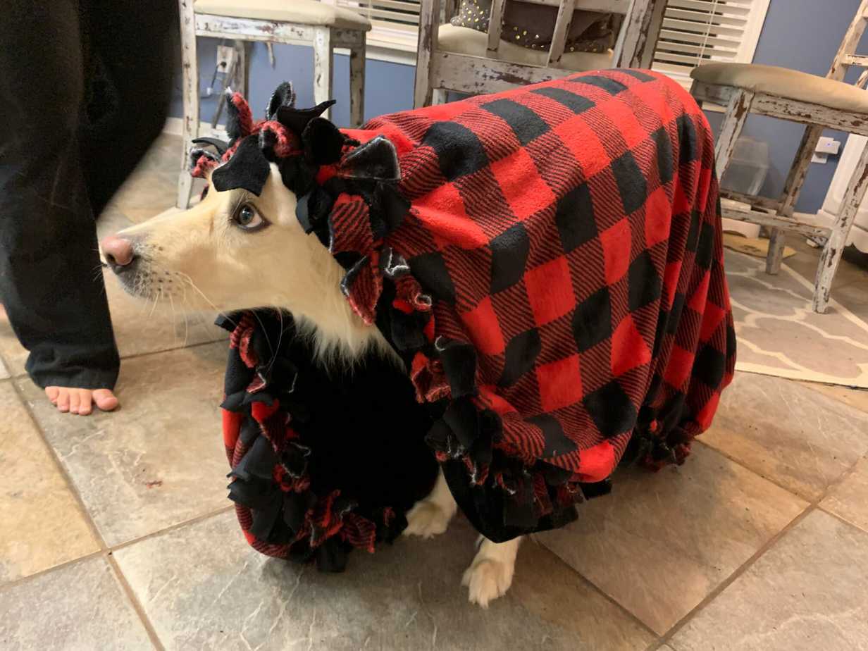 How to Make a Dog Blanket Without Sewing Your Dog Advisor