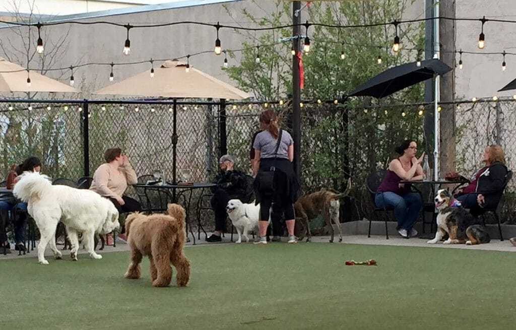 25 Dog Friendly Places and Spaces in Colorado Your Dog Advisor