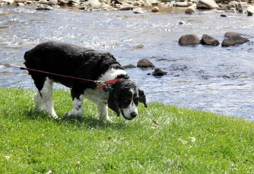 25 Dog Friendly Places and Spaces in Colorado 7