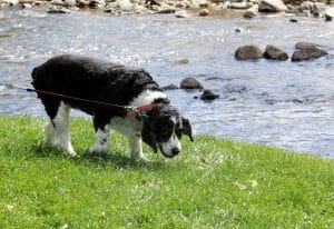 25 Dog Friendly Places and Spaces in Colorado | Your Dog Advisor