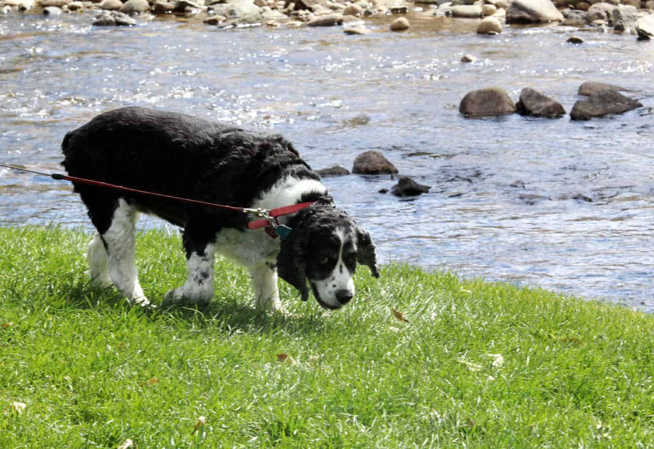 25 Dog Friendly Places and Spaces in Colorado Your Dog Advisor