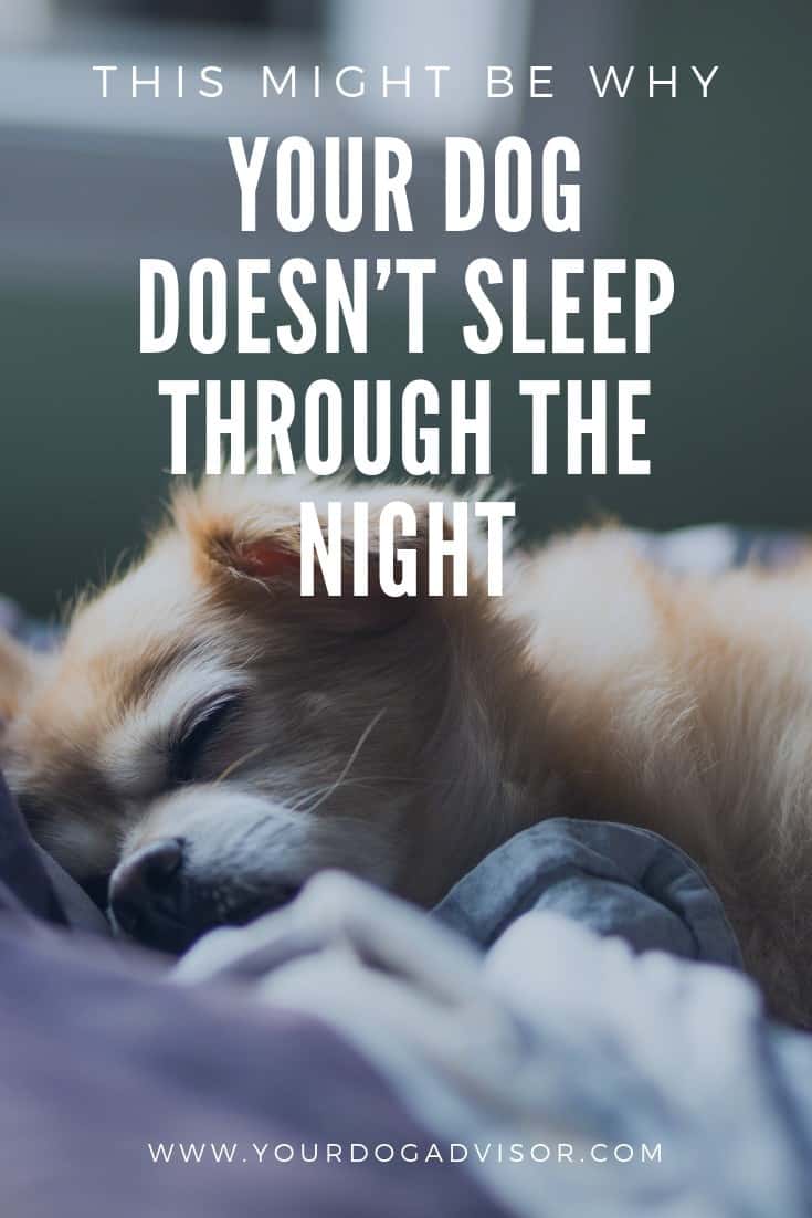 This Might Be Why Your Dog Doesn’t Sleep Through The Night Your Dog