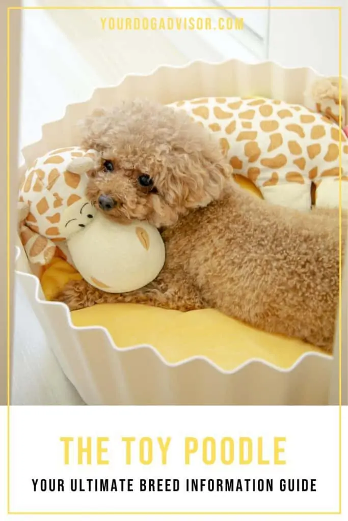 Toy Poodle 1