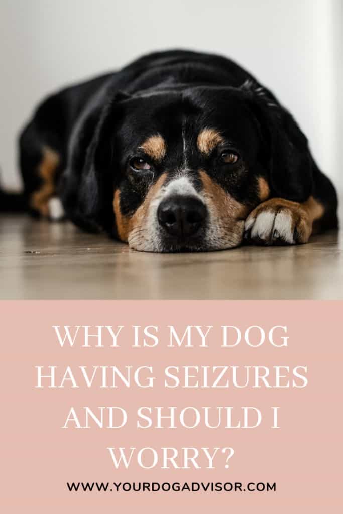 Why is My Dog Having Seizures and Should I Worry? Your Dog Advisor