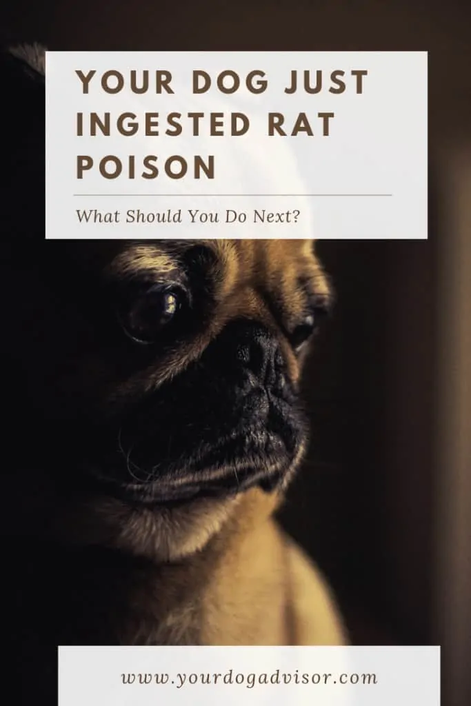 Your Dog Just Ingested Rat Poison - What Should You Do Next? 11