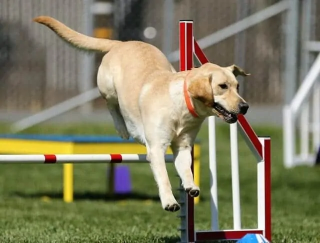 dog agility competition