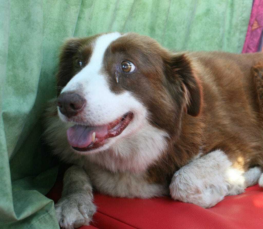 A High Energy Dog Owner's Survival Guide 10 A High Energy Dog Owner's Survival Guide 10