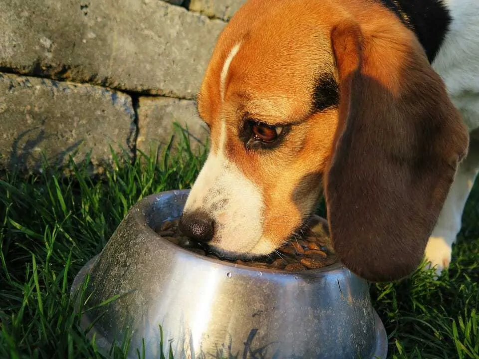 9 Common Causes of Dog Diarrhea and When You Should be Worried 4