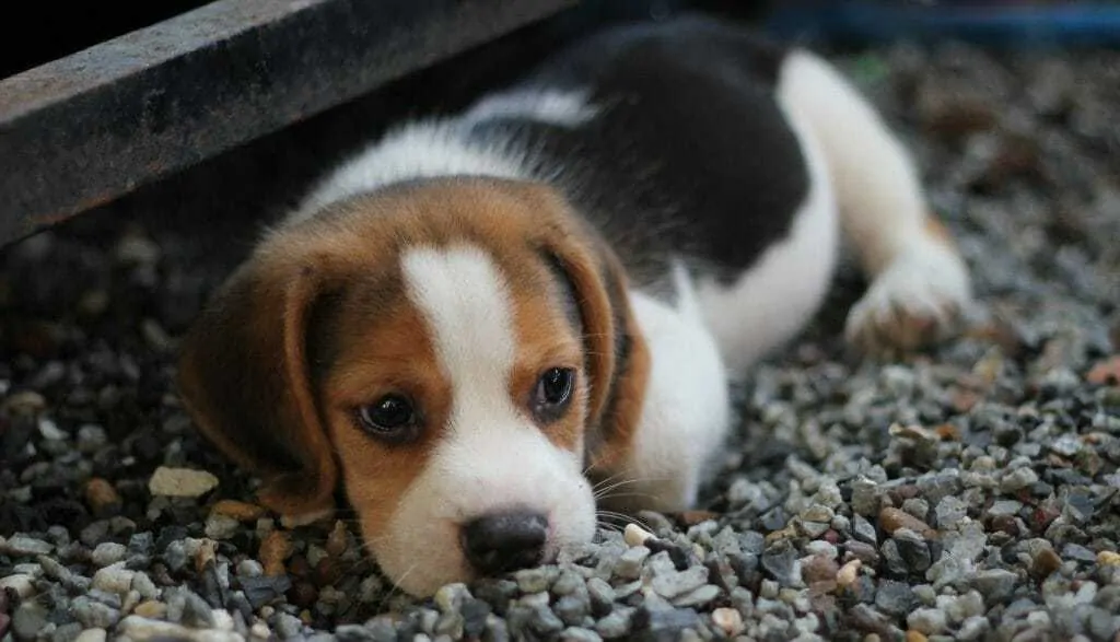 9 Common Causes of Dog Diarrhea and When You Should be Worried 13