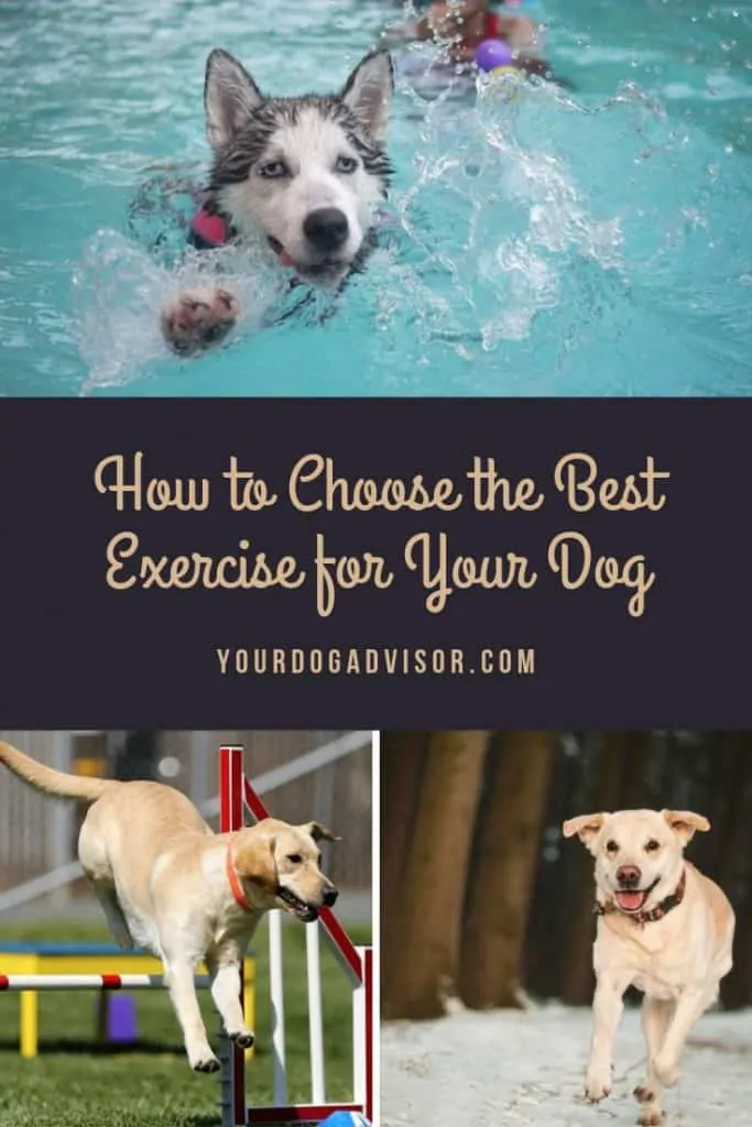 How to Choose the Best Exercise for Your Dog 4