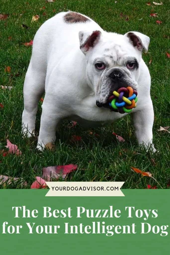 The Best Puzzle Toys for Your Intelligent Dog 6