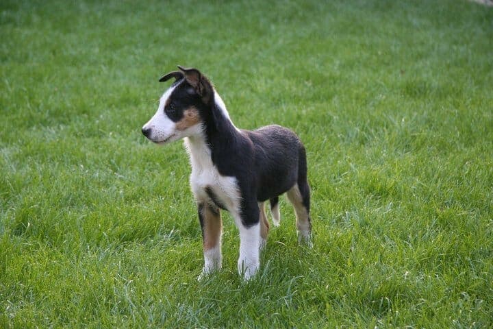 A High Energy Dog Owner's Survival Guide 2 A High Energy Dog Owner's Survival Guide 2