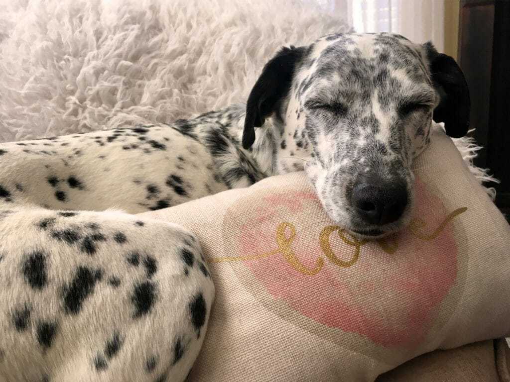 Why Does My Dog Hate Beeping Noises