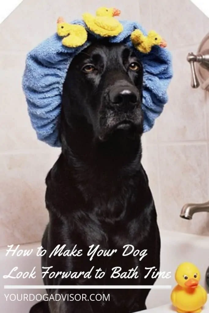 How to Make Your Dog Look Forward to Bath Time 5