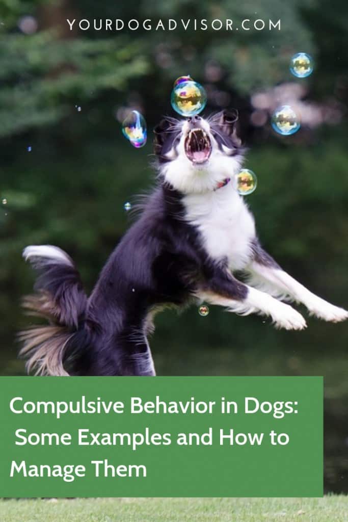 Compulsive Behavior in Dogs:  Some Examples and How to Manage Them 8